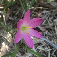 Zephyranthes minuta (Kunth) D.Dietr.